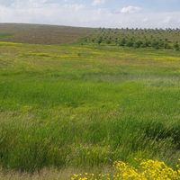 ویلا/باغ/زمین باآب وبرق درروستای زین اباد و مزرعه|فروش خانه و ویلا|تبریز, |دیوار