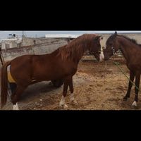 دو عدد اسب عرب|اسب و تجهیزات اسب سواری|اهواز, کیانشهر|دیوار