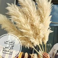 فروش پامپاس پنبه انار و بلوط و گندم در گل طبیعی|گل و گیاه طبیعی|تهران, افسریه|دیوار