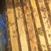 سی عدد کندو زنبور عسل شش قاب به بالا|حیوانات مزرعه|نی‌ریز, |دیوار