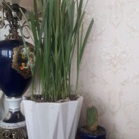 انواع گلدونهای فردوس بگونیا کاکتوس|گل و گیاه طبیعی|تهران, شهرک ژاندارمری|دیوار