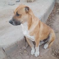 روبوده شده سگ|حیوانات|شاهرود, |دیوار