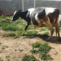 گاو گوسفند گوساله|حیوانات مزرعه|اصفهان, راران|دیوار