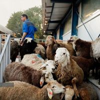 تنظیم بازار*تعاونی/گوسفند+زنده (طرح مصرفی خانوار|حیوانات مزرعه|مشهد, کشاورز|دیوار