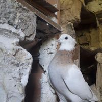 کبوتر همه رقمه ببین وبخر|پرنده|کامیاران, |دیوار