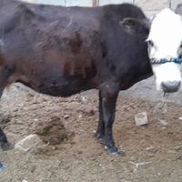 گاو دورگه با گوساله جرس بزرگ|حیوانات مزرعه|بندر ماهشهر, |دیوار