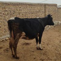 گاو شیری دورگه|حیوانات مزرعه|ساوه, |دیوار