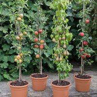سیب نهال استار فروت بلوبری|خدمات باغبانی و درختکاری|آستانه اشرفیه, |دیوار