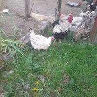 مرغ و خروس|حیوانات مزرعه|اسالم, |دیوار