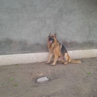 سگ ژرمن گم شده|حیوانات|بردسکن, |دیوار