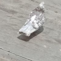 کبوتر همراه با جفت کن|پرنده|تهران, بهار|دیوار