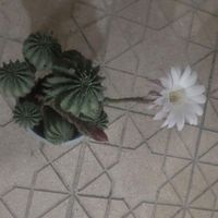 کاکتوس های زیبا|گل و گیاه طبیعی|یزد, |دیوار