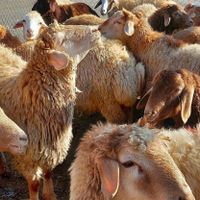 فروش گوسفند زنده شبانروز باارسال حضوری و غیرحضوری|حیوانات مزرعه|کرج, شهرک یاس|دیوار
