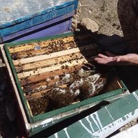 کندو  زنبور عسل|لوازم جانبی مربوط به حیوانات|خرم‌آباد, |دیوار