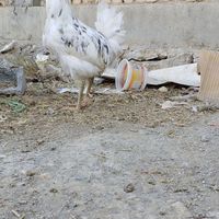خروس گلین لری طوسی|حیوانات مزرعه|تهران, زعفرانیه|دیوار