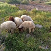 گوسفند گوشتی|حیوانات مزرعه|اهواز, پردیس|دیوار