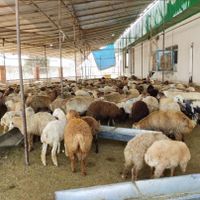 فروش تلفنی دام گوسفند پرواری زنده ارسال درب منزل|حیوانات مزرعه|کرج, شهرک ظفر|دیوار