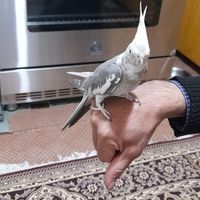 این پرنده نر اساس روی دست می آید وسرش رامیخارانید|پرنده|اصفهان, گلزار|دیوار