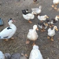 اردک خارجی|حیوانات مزرعه|سورک, |دیوار