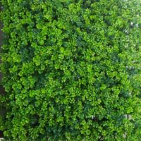دیوار سبز مصنوعی دنیز چمن|گل و گیاه طبیعی|تبریز, |دیوار