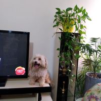 سگ مالتیز آموزش دیده شیتزو مالتیز پیکینز با ادب|سگ|تهران, باغ فیض|دیوار