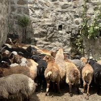 گوسفند حصارک شاهین ویلا گوهردشت ظفر یاس زنده|حیوانات مزرعه|کرج, شهرک ظفر|دیوار