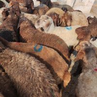 گوسفند زنده با بارکد سلامت|حیوانات مزرعه|مشهد, بلوار سجاد|دیوار