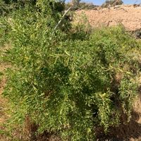 نهال گوجی بری|گل و گیاه طبیعی|تهران, مهرآباد جنوبی|دیوار