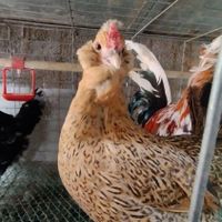 تخم مرغ لاکنزی آراکانا نژاد تخم آبی و گلین|حیوانات مزرعه|مشهد, جانباز|دیوار