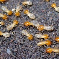 سمپاشی ساس حشرات موریانه ساس حشرات ضمانت۳۰ساله|خدمات نظافت|اهواز, کوروش (کوی ملت)|دیوار