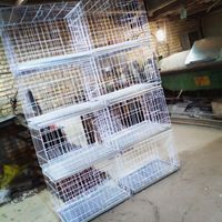 قفس کبوتری|لوازم جانبی مربوط به حیوانات|بندر کنگان, |دیوار