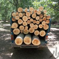 تولید انواع محصولات چوبی وخریدوفروش انواع چوب|خدمات باغبانی و درختکاری|اصفهان, باغ فردوس|دیوار