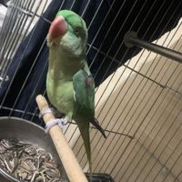 شاه طوطی سخنگو|پرنده|بهبهان, |دیوار