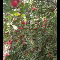 باغ میوه پنج کیلومتری خلخال|فروش زمین و کلنگی|خلخال, |دیوار