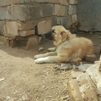 سگ توله افغان|سگ|مشهد, شهرک شهید رجایی|دیوار