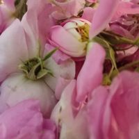 فروش گل محمدی غنچه تازه و خشک|خدمات باغبانی و درختکاری|خواف, |دیوار