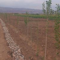 زمین باغچه ای درقطعات کوچک وبزرگ|فروش زمین و کلنگی|تهران, قیام‌دشت|دیوار