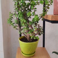 گل کراسولا خرفه ای|گل و گیاه طبیعی|خوی, |دیوار