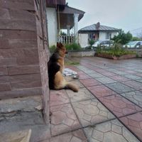 سگ باهوش مهربان اصیل واجتماعی جنسیت نر|سگ|نوشهر, |دیوار