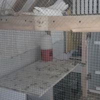 قفس خانگی ارتفاع ۱۴۰در ۹۰|لوازم جانبی مربوط به حیوانات|اهواز, کمپلو جنوبی (کوی انقلاب)|دیوار