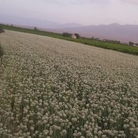 بذر پیاز قرمز به شرط|خدمات باغبانی و درختکاری|شیراز, دروازه اصفهان|دیوار