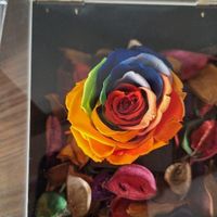 گل جاودانه|گل و گیاه طبیعی|تهران, باغ فیض|دیوار