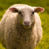&گوسفند فروشی٪ مرزعه35تا90کیلوبراقربانی عقیقه زنده|حیوانات مزرعه|تهران, پاسداران|دیوار