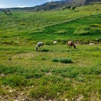مادیان زیبا|اسب و تجهیزات اسب سواری|کرمانشاه, |دیوار