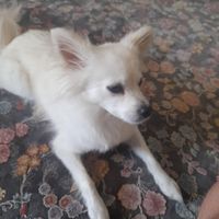 واگذاری سگ اشپیتز روباهی سفید|سگ|اصفهان, مهرآباد|دیوار