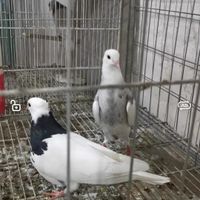 کبوتر طوقی کرمانشاهی|پرنده|لار, |دیوار