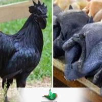 خریدفروش مرغ خروس سیاه سفیدبادعاچشم زخم ودفع اجنه|حیوانات مزرعه|مشهد, رضاشهر|دیوار