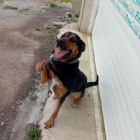 سگ ژرمن شپرد ماده دوساله|سگ|آمل, |دیوار