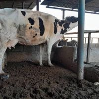 گاو با گوساله|حیوانات مزرعه|اهواز, باهنر|دیوار