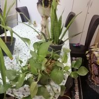 گلهای سرسبز خانگی|گل و گیاه طبیعی|شیراز, امام حسین|دیوار